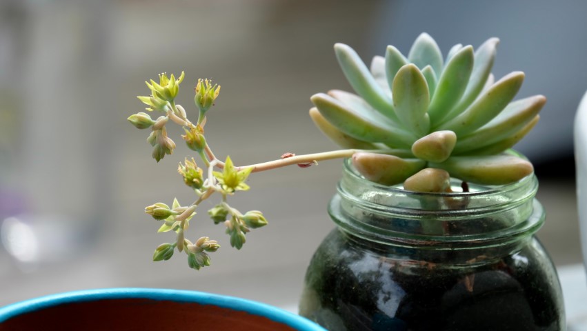 What did propagating Succulents teach me? - Featured Shot